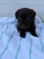 Chocolate Female 1, a female Labrador Retriever for sale in Miami, FL – 2 of 3