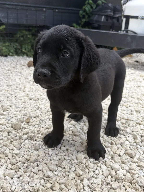 Black Male 8 – Labrador Retriever puppy for sale in Miami, FL