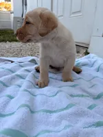 White Male 5, a male Labrador Retriever for sale in Miami, FL – 2 of 3
