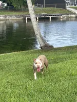 Rocky, a male American Pit Bull Terrier for sale in Miami, FL – 2 of 2