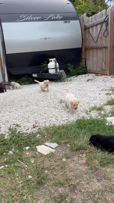 White Female 6, a female Labrador Retriever for sale in Miami, FL – 10 of 10