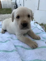 White Male 7, a male Labrador Retriever for sale in Miami, FL – 3 of 3