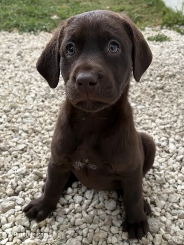 Chocolate Female 1 – Labrador Retriever puppy for sale in Miami, FL