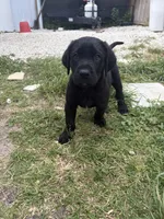 Beautiful Black Male, a male Labrador Retriever for sale in Miami, FL – 3 of 9
