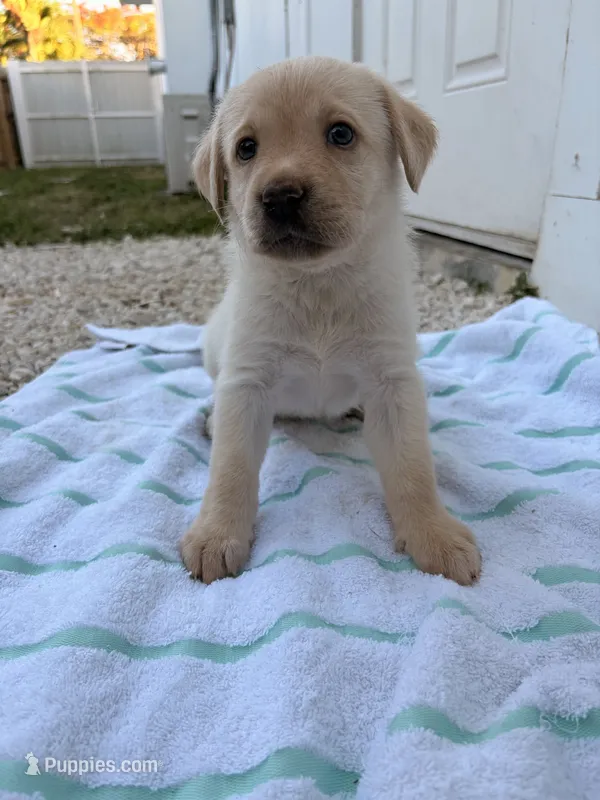 White Female 6 – Labrador Retriever puppy for sale in Miami, FL
