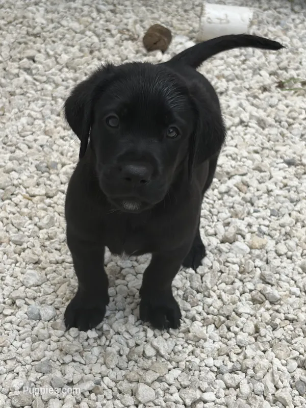 Black Male 8 – Labrador Retriever puppy for sale in Miami, FL