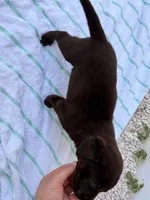 Chocolate Male 2, a male Labrador Retriever for sale in Miami, FL – 2 of 3