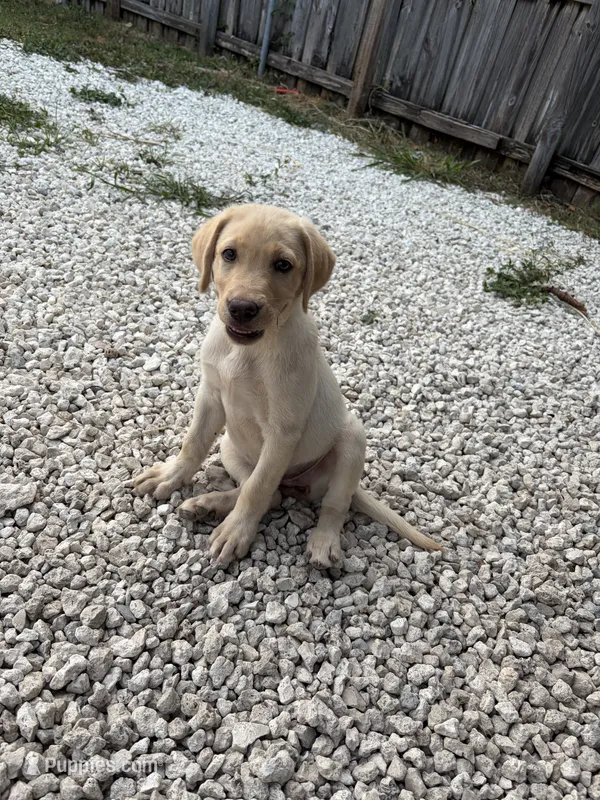 White Female 6 – Labrador Retriever puppy for sale in Miami, FL