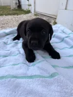 Black Female 9, a female Labrador Retriever for sale in Miami, FL – 2 of 3