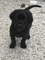 Beautiful Black Male, a male Labrador Retriever for sale in Miami, FL – 4 of 9