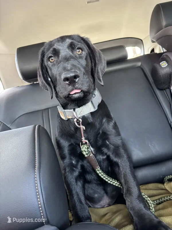 Beautiful Black Male – Labrador Retriever puppy for sale in Miami, FL