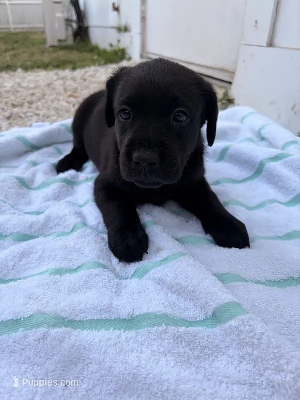 Black Female 9 – Labrador Retriever puppy for sale in Miami, FL