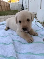 White Male 7, a male Labrador Retriever for sale in Miami, FL – 2 of 3