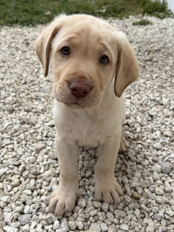 White Male 5 – Labrador Retriever puppy for sale in Miami, FL