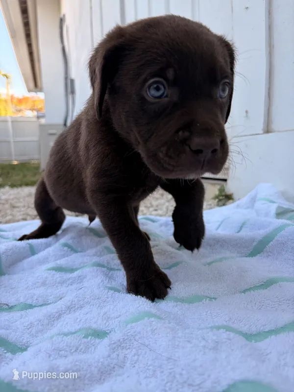 Chocolate Male 4 – Labrador Retriever puppy for sale in Miami, FL