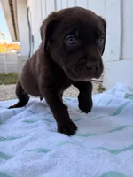 Chocolate Male 4, a male Labrador Retriever for sale in Miami, FL – 2 of 3