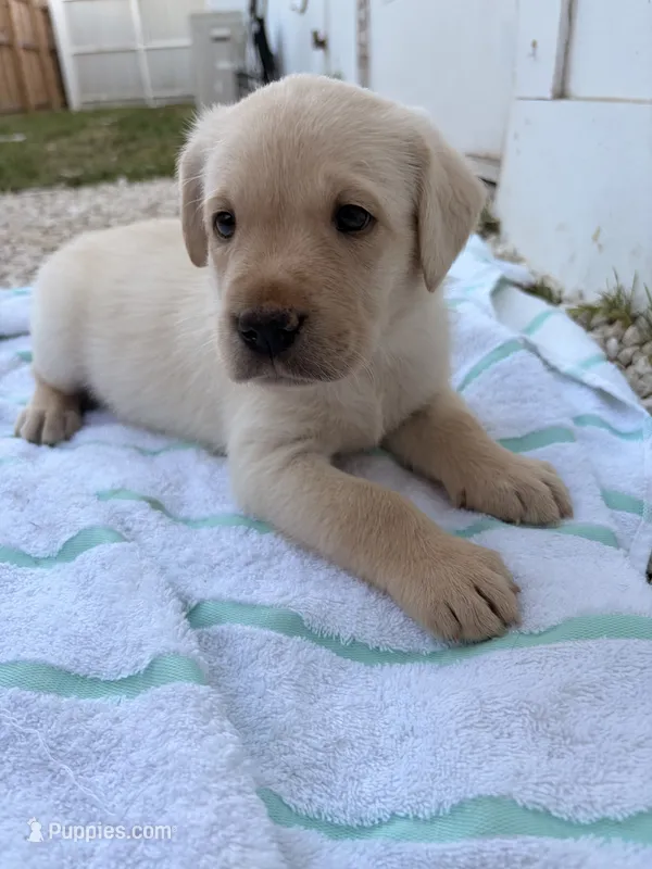 White Male 7 – Labrador Retriever puppy for sale in Miami, FL