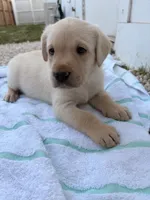 White Male 7, a male Labrador Retriever for sale in Miami, FL – 1 of 3