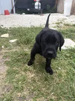 Beautiful Black Male, a male Labrador Retriever for sale in Miami, FL – 9 of 9
