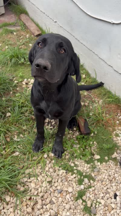 Beautiful Black Male, a male Labrador Retriever for sale in Miami, FL – 4 of 9