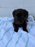 Chocolate Female 1, a female Labrador Retriever for sale in Miami, FL – 1 of 3