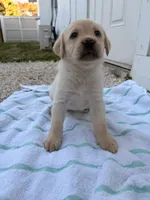 White Female 6, a female Labrador Retriever for sale in Miami, FL – 3 of 3