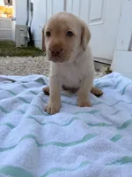 White Male 5, a male Labrador Retriever for sale in Miami, FL – 3 of 3