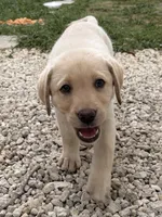 White Female 6, a female Labrador Retriever for sale in Miami, FL – 4 of 10