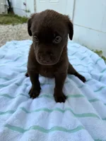 Chocolate Female 3, a female Labrador Retriever for sale in Miami, FL – 2 of 3