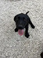 Beautiful Black Male, a male Labrador Retriever for sale in Miami, FL – 8 of 9