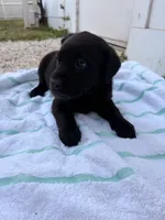Black Female 9, a female Labrador Retriever for sale in Miami, FL – 3 of 3