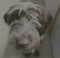 Odessa, a female Wirehaired Pointing Griffon for sale in Des Moines, IA – 2 of 6