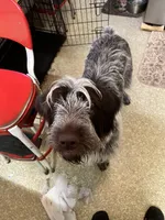 Odessa, a female Wirehaired Pointing Griffon for sale in Des Moines, IA – 3 of 6