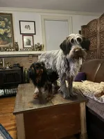 Odessa, a female Wirehaired Pointing Griffon for sale in Des Moines, IA – 5 of 6