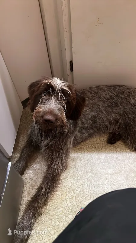 Odessa – Wirehaired Pointing Griffon puppy for sale in Des Moines, IA