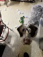 Odessa, a female Wirehaired Pointing Griffon for sale in Des Moines, IA – 6 of 6