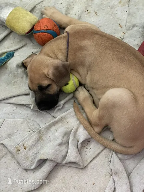 blue grey Girl – Great Dane, Irish Wolfhound puppy for sale in Port Charlotte, FL