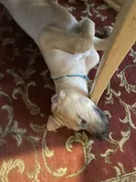 Boy yellow , a male Great Dane and Irish Wolfhound for sale in Port Charlotte, FL – 1 of 1