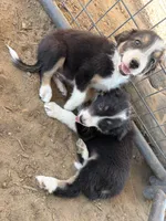 Puppy , a female Border Collie for sale in Wasco, CA – 2 of 6