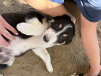 Puppy , a female Border Collie for sale in Wasco, CA – 6 of 6