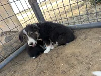Puppy , a female Border Collie for sale in Wasco, CA – 5 of 6