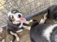 Puppy , a female Border Collie for sale in Wasco, CA – 4 of 6
