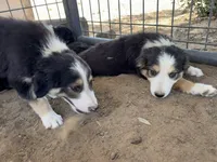 Puppy , a female Border Collie for sale in Wasco, CA – 3 of 6