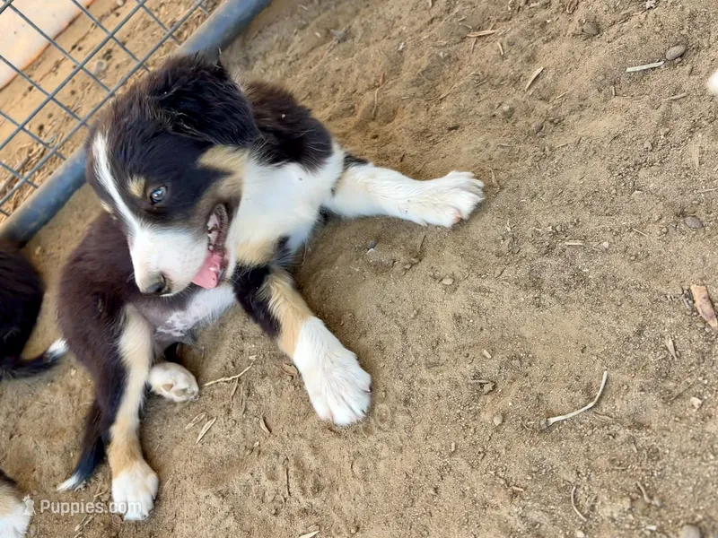 Puppy  – Border Collie puppy for sale in Wasco, CA