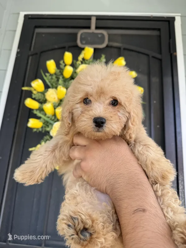Mocha – Cockapoo, Poodle - Toy  puppy for sale in Turlock, CA