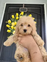 Mocha, a male Cockapoo and Poodle - Toy  for sale in Turlock, CA – 1 of 3