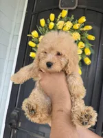 Mocha, a male Cockapoo and Poodle - Toy  for sale in Turlock, CA – 2 of 3
