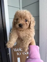 Mocha, a male Cockapoo and Poodle - Toy  for sale in Turlock, CA – Photo 5 of 5