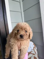 Mocha, a male Cockapoo and Poodle - Toy  for sale in Turlock, CA – Photo 3 of 5