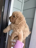 Mocha, a male Cockapoo and Poodle - Toy  for sale in Turlock, CA – Photo 4 of 5